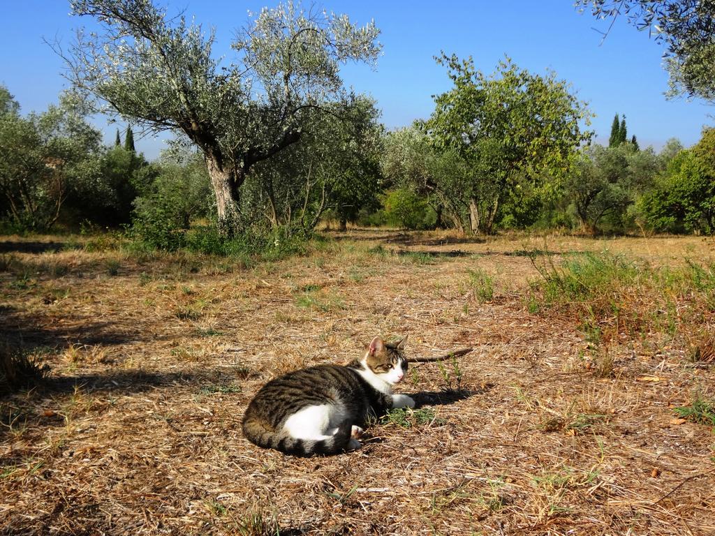 דירות Uzès Les Olives מראה חיצוני תמונה